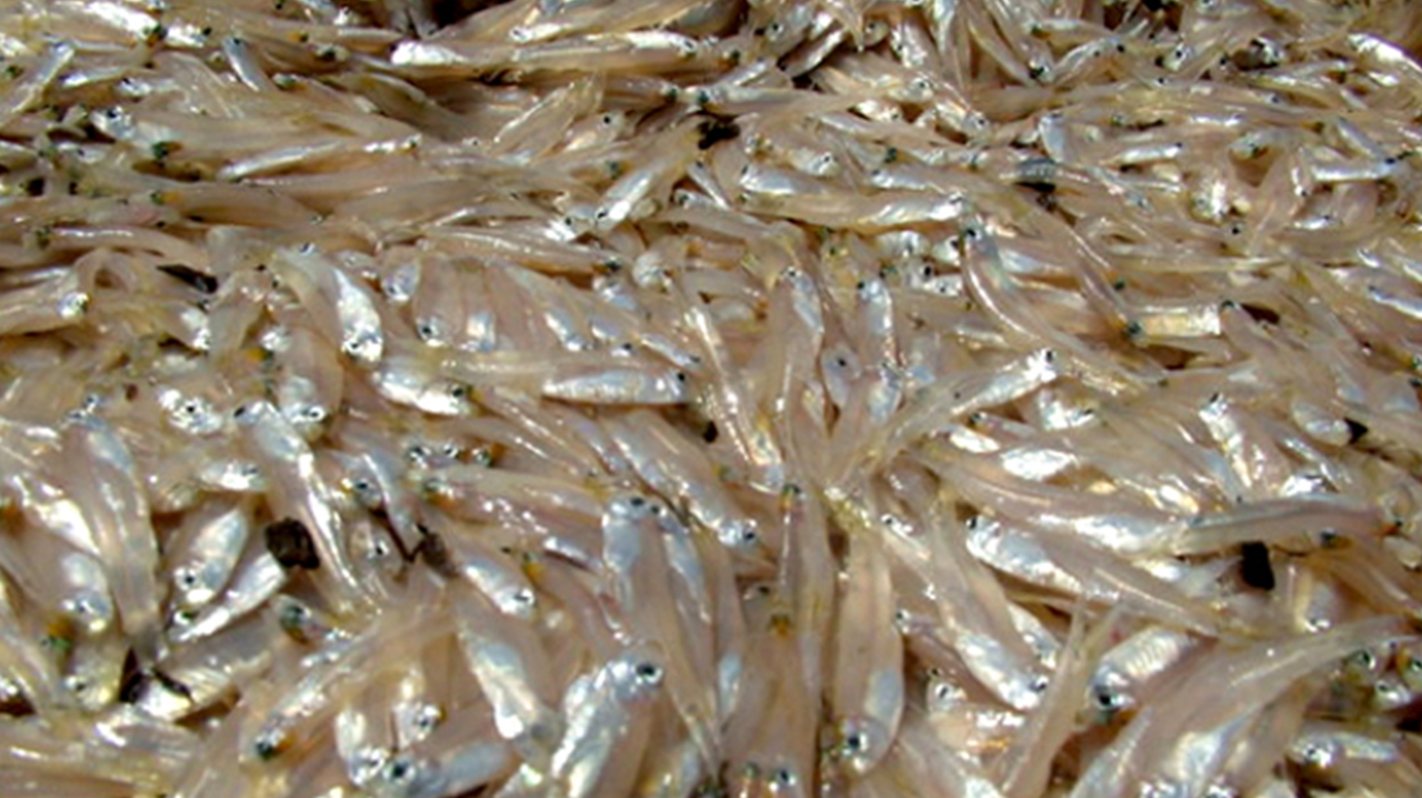Seafood on ice at the fish market